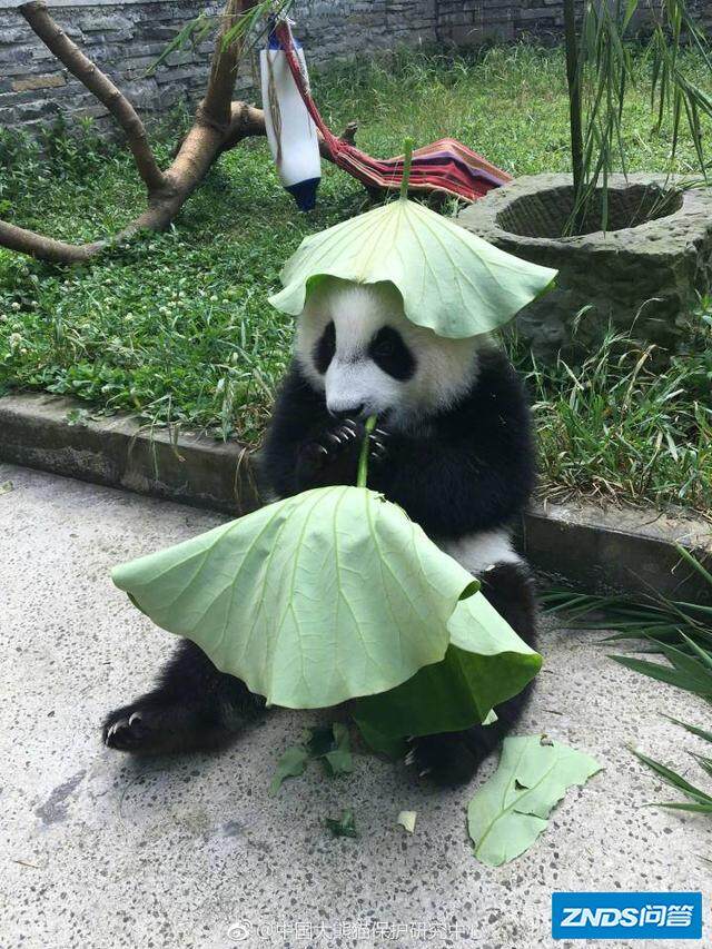 熊猫有哪些生活习性?
