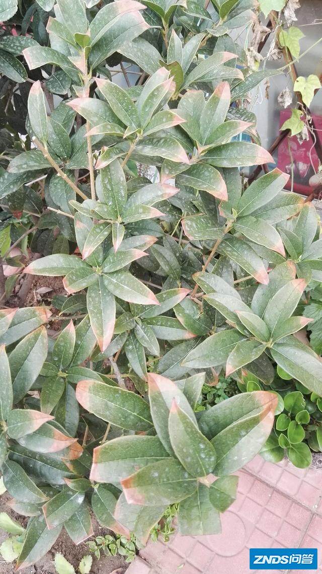 如果桂花树的老叶子叶尖发焦发灰,新叶子萎蔫,就可能是干旱或者强光