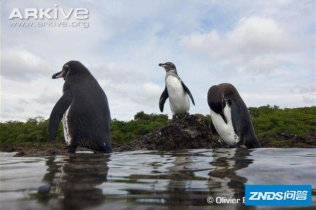 org/galapagos-penguin/spheniscus-mendiculus/image-g123921.html