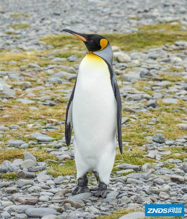 企鹅有多少个品种?