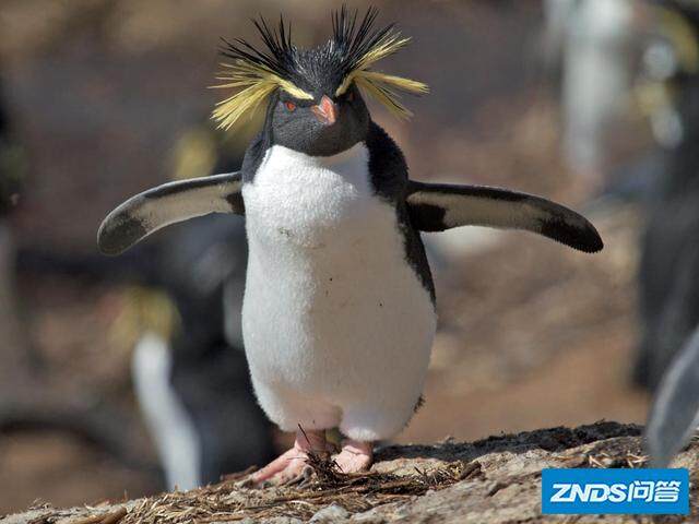 企鹅有多少个品种?