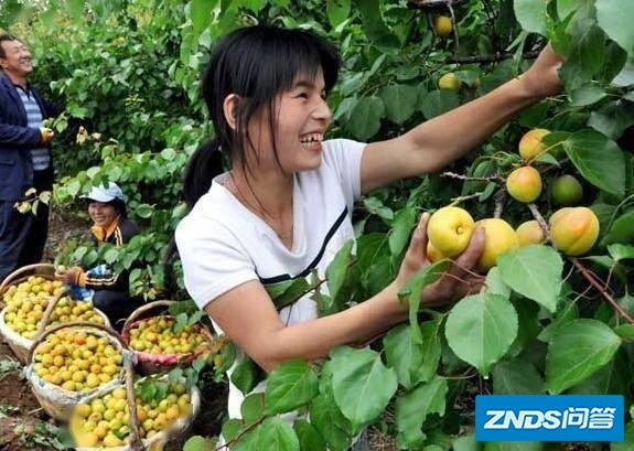 电视机上的“致富”案例，明明很赚钱，农民尝试了却赔钱，咋回事？