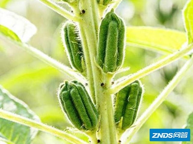 芝麻的需肥持点是指什么？怎样合理施肥？