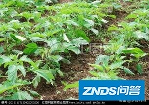 芝麻如何种植可以产量高？