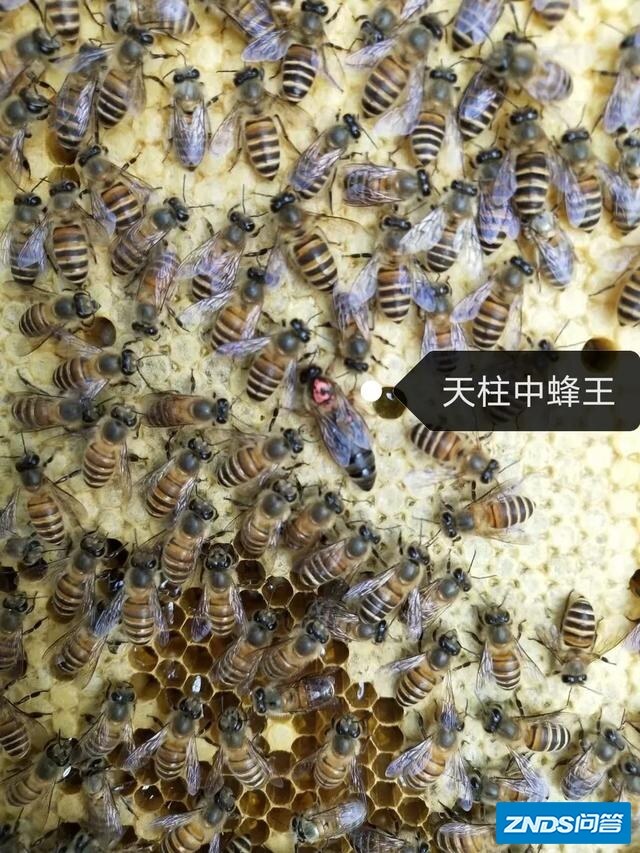 有没有养蜂师傅清楚哪种蜂王好？