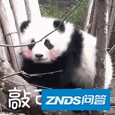 日本人对大熊猫的执念，他们为大熊猫操碎了心！