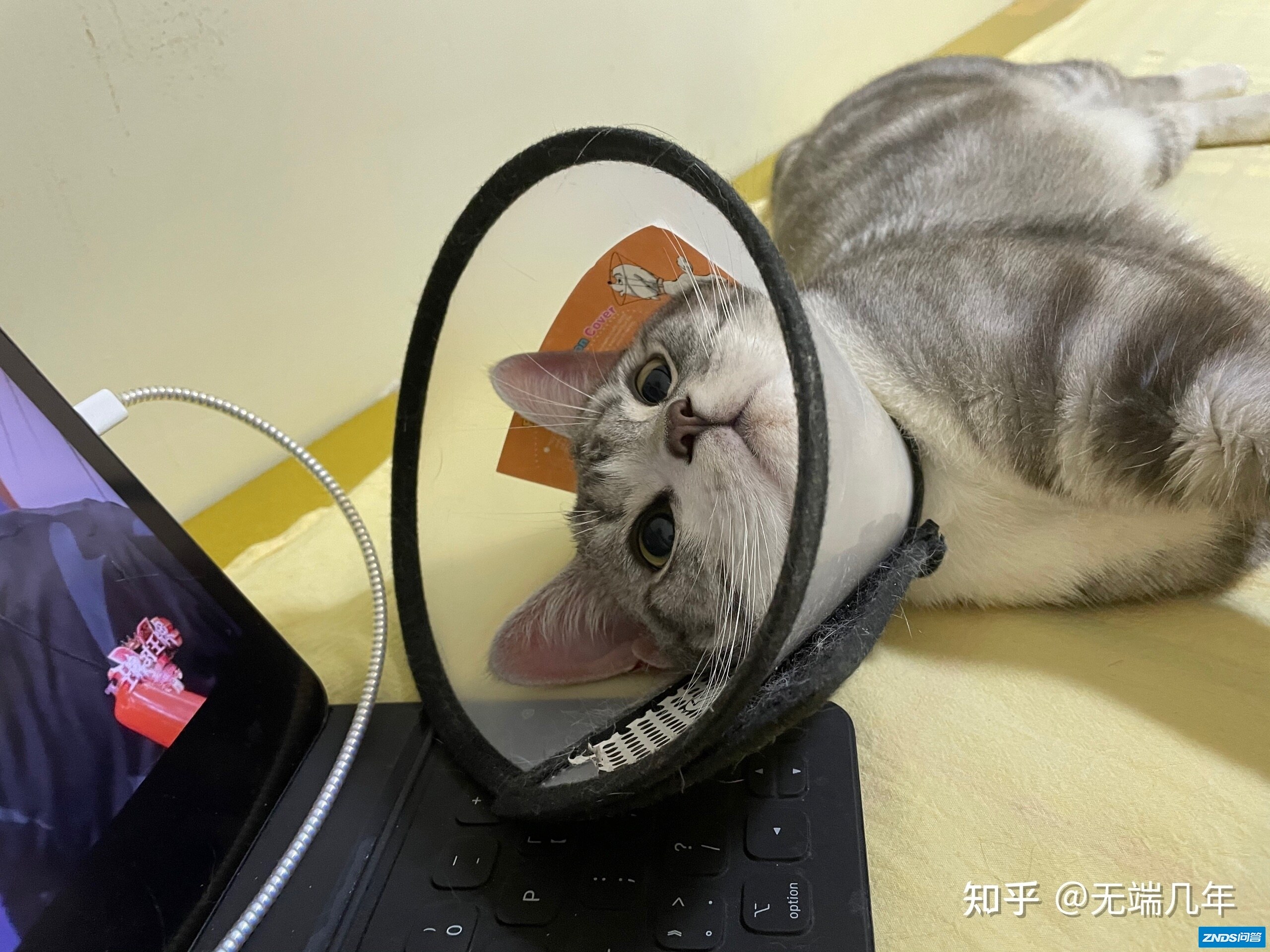 我是如何养好一台小猫咪的