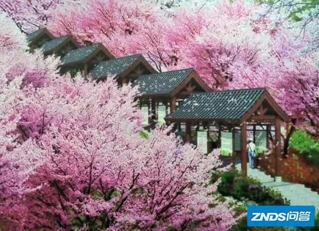 春天鲜花盛开，你那里有美景吗？分享一下？