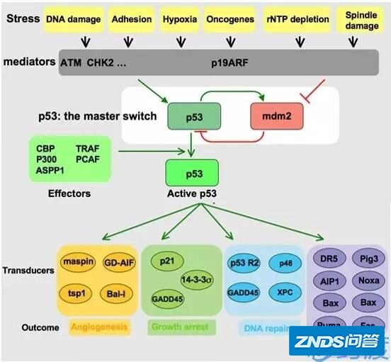 抑癌基因p53出现问题真的是癌症发生入门必不可少的环节吗？
