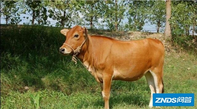 按目前的牛价，养1头牛能赚1万块吗？