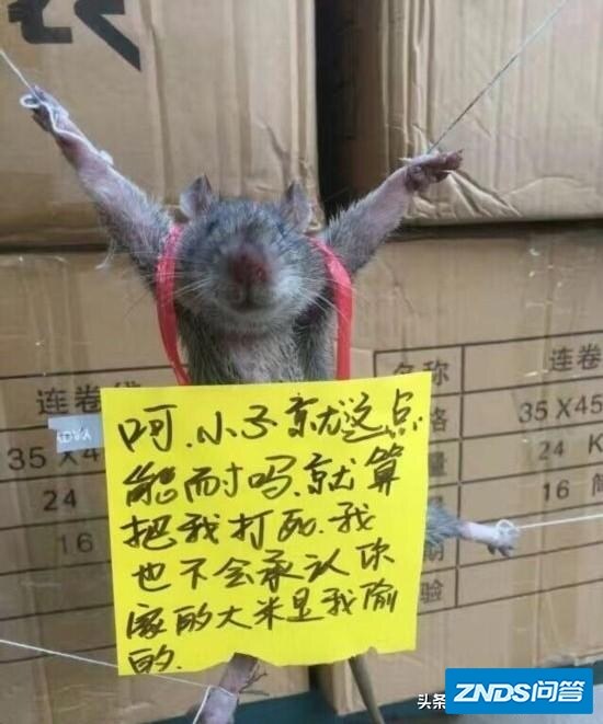 家里进了一台老鼠，像有灵性，用什么方法也捉不了，有什么方法？