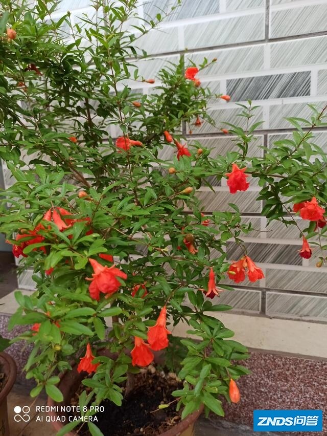 可以看看你们拍的花花草草吗？可以分享一下吗？