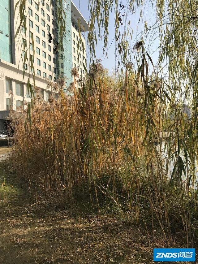 你认为vlog是指什么？