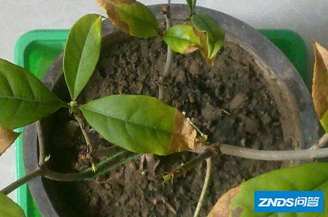 盆栽桂花老叶尖发焦如何办?