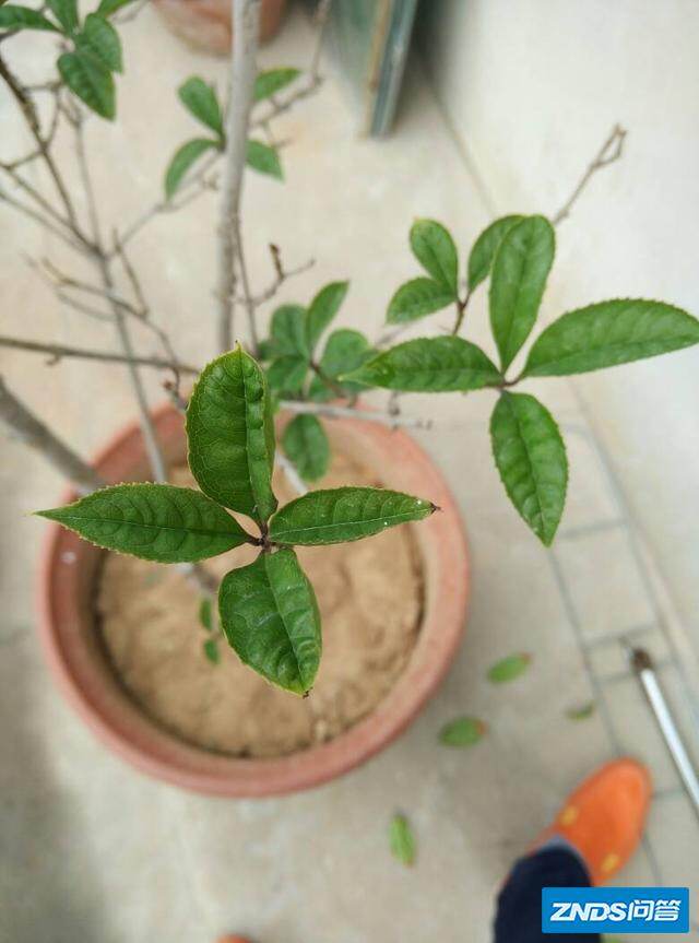 盆栽桂花老叶尖发焦如何办?