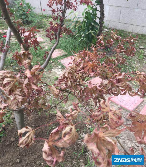 焦叶,简笔画,图画_大山谷图库
