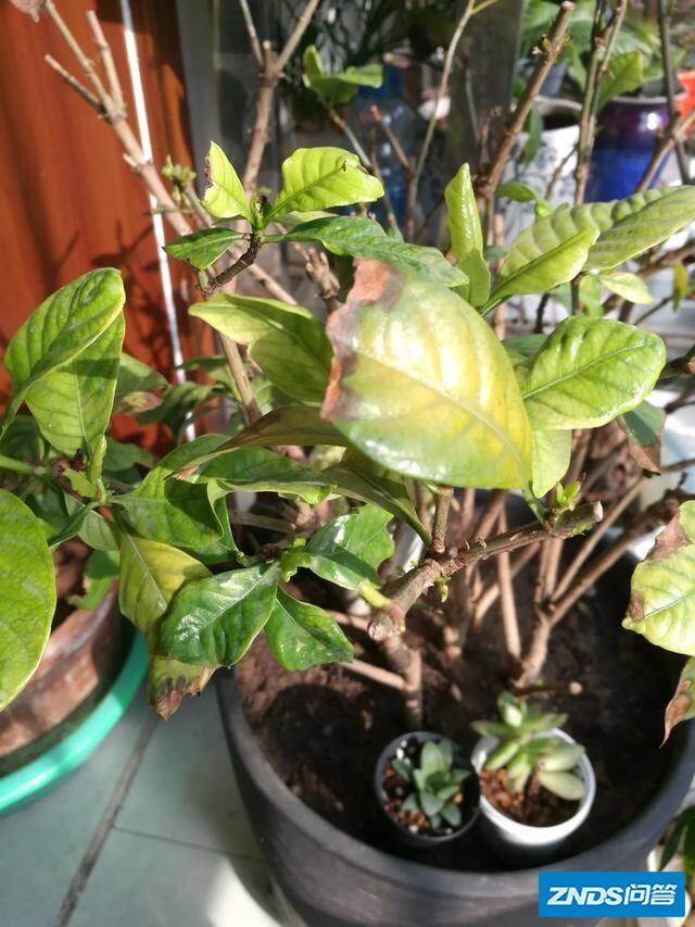 栀子花焦叶,新叶不长,是如何回事?