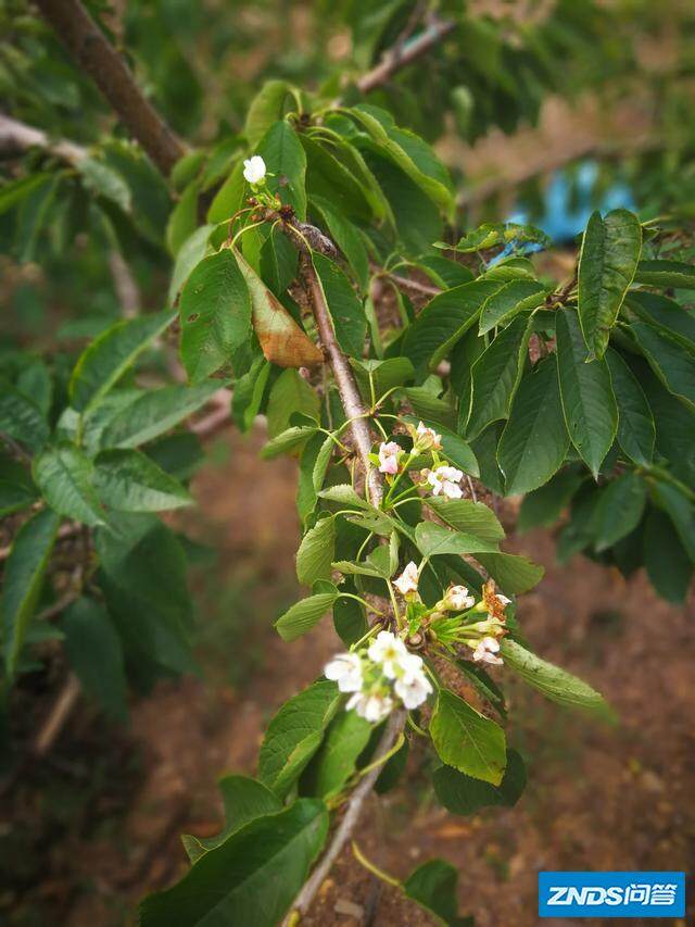 樱桃果开花什么颜色?