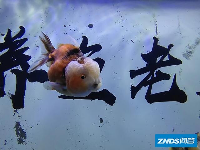 金鱼排成一排对着电视机，那么它们会不会看电视机呢？