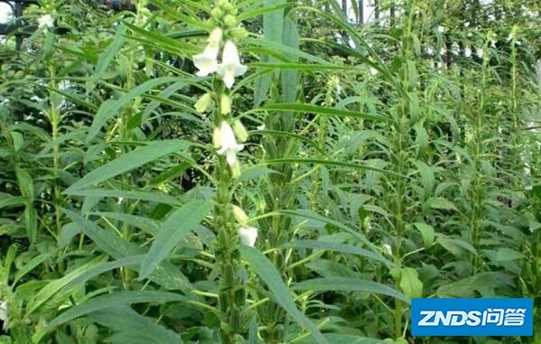 芝麻如何进行科学施肥提高产量？