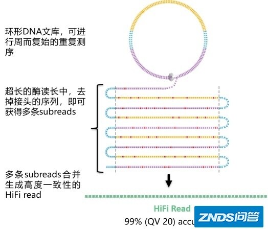 PacBio HiFi测序介绍及百迈客最新下机数据公布