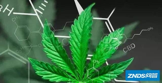 牵手“中国工业大麻第一企”，ST厦华蓄势翻盘