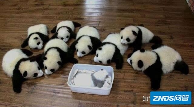 为啥偏偏是大熊猫，成了中国的国宝？