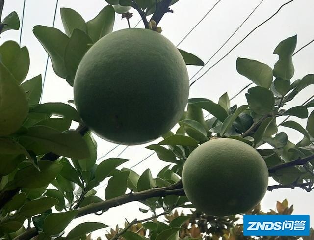 在农村家里的院子种点树，种什么树最好？